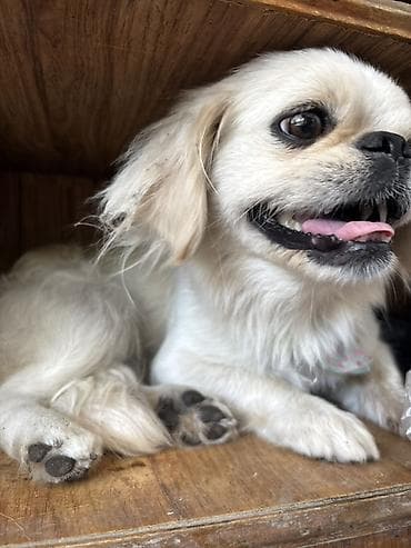ev heyvan adlari: Pekines, 1 il, Dişi, Peyvəndli, Ödənişli çatdırılma, Rayonlara çatdırılma — 5