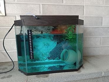 Akvariumlar: 12 litrlik akvarium dəsti. Xüsusiyyətlər: - Ölçü: 35 × 25 × 15 sm - — 2