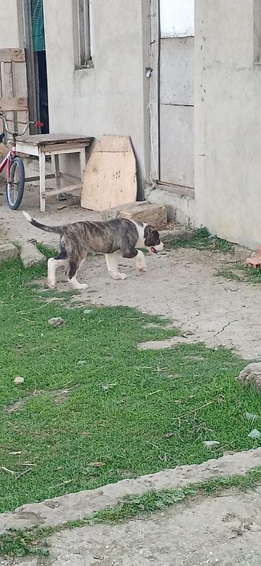 şpits itleri: Qurdbasar, 2 ay, Dişi, Peyvəndli — 2