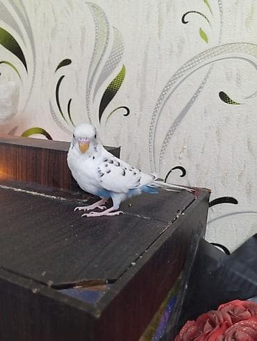 Quşlar: Salam. 6 ayliq papuqay satilir. 6 ayliq olmagina baxmayaraq qizgin — 2