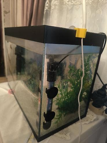 homm bitkisel az: Akvarium 40 sm uzunluğu 21 sm eni 30 sm hündüründə. 1 aydır alınıb — 2