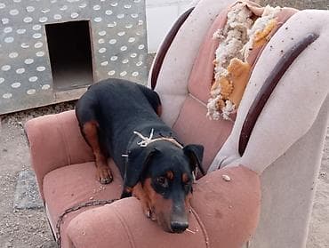şirin it: Doberman, 2 il, Dişi, Ünvandan götürmə — 4