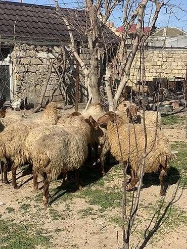 Heyvanlar üçün mallar: Boğaz Qoyunlar satılır sağlam heyvanlardı damazlığa dəyər — 2