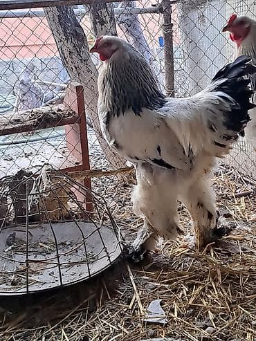 heşterxan xoruzu: Xoruz, Brama, il: <1, Ünvandan götürmə — 3