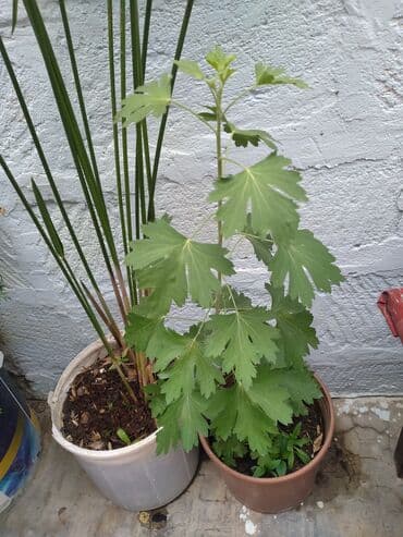 увлажнитель воздуха баку: Palma gülü 5m simarodnu ağacı 5m — 2