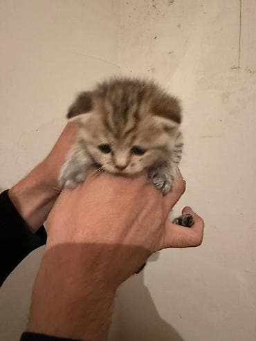 Məhsul: Balaca pişik balaları Xüsusiyyətlər: - Cins: ev pişiyi — 1