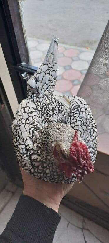 cins inekler: Toyuq, Damazlıq — 4