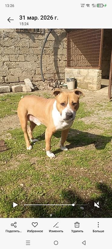 xaski balasi satilir: Pitbul, Erkek, Ünvandan götürmə — 2