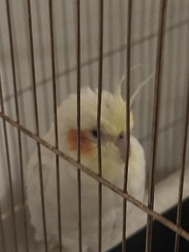 quş qaz: Nymph paraket (cockatiel) – sarı/albino tonlarında, yanaqlarda narıncı — 5