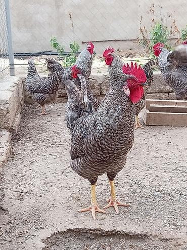 Məhsul: Cücərtili naxışlı (barred) toyuq və xoruzlar Xüsusiyyətlər: -