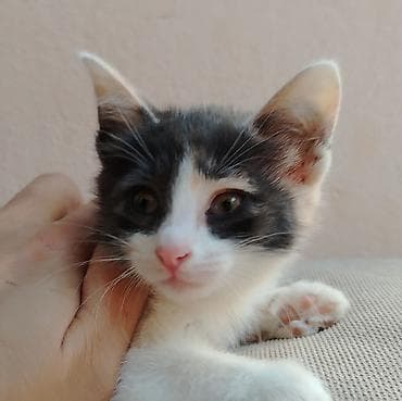 pulsuz video cat: Erkək, Dişi, Yaxşı əllərə — 7