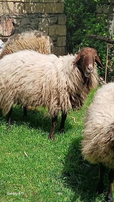 itler tap az: Məhsul: Qoç.Qala sortu 3yaw.real alıya endirim var.elaqe nomre ve — 3