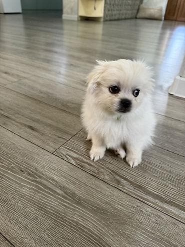 balaca ag itler: Pekines, Peyvəndli — 3