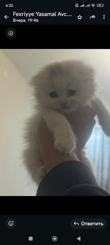 Britan, Erkək, Dişi