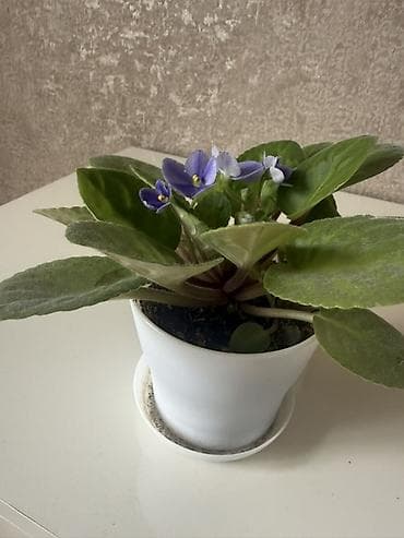 samdanlar ve saat: Bənövşə (Afrika bənövşəsi) – saksıda otaq bitkisi - Rəngi — 1
