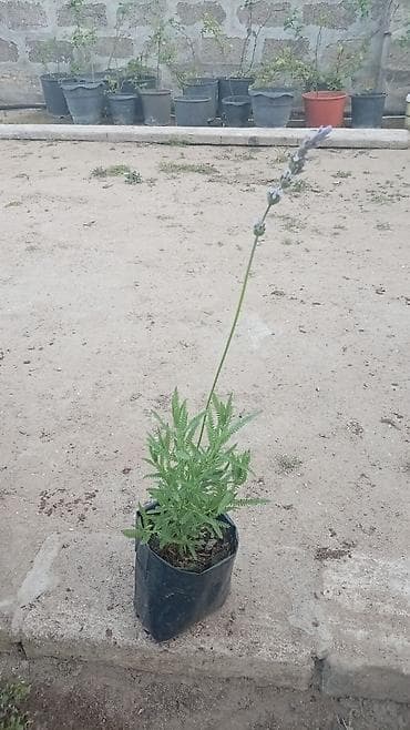 ketan toxumu harda satilir: LAVANDA gülləri. Möhtəşəm ətirli güllər — 4