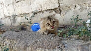 золотая шиншилла котенок: Qızıl şinşilla — 1