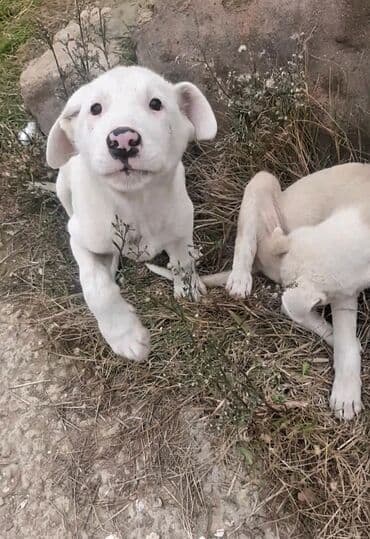 itlərin qiyməti: 2 ay, Erkek, Pulsuz çatdırılma — 12