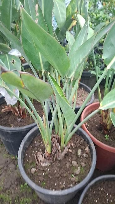 pilasdik qaplar: 25 35 40 Bitki: Strelitzia nicolai (Ağ qu quşu/White Bird of Paradise) — 5