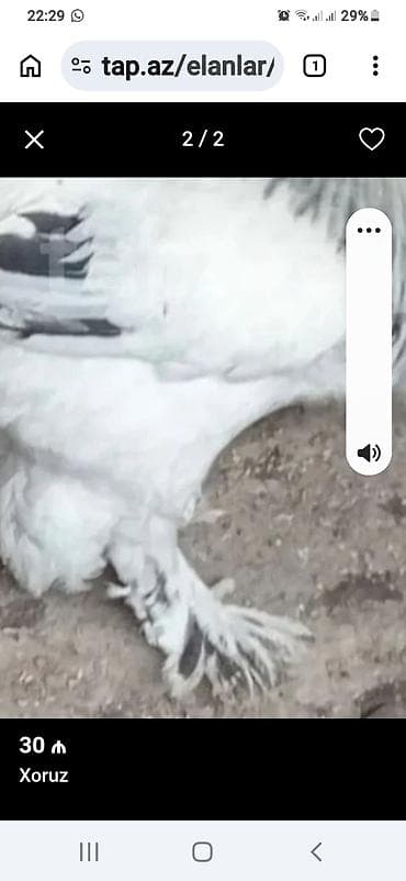купить собаку в: Serebris brama qarsiq ayagi tukklu esil damazliq 9 ayliq 30 azn — 2