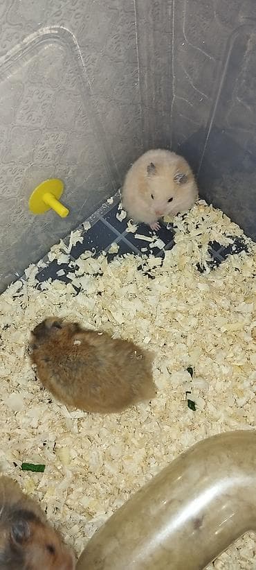 Məhsul: Hamsterlər (uzun tüklü cins) Təsvir: - Şirin, uzun tüklü