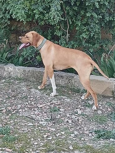 iran quslari: 2 il, Dişi, Peyvəndli, Ödənişli çatdırılma — 8