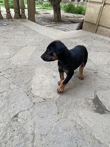 doberman iti qiymeti: Doberman, 2 ay, Dişi, Cütləşmə üçün — 10