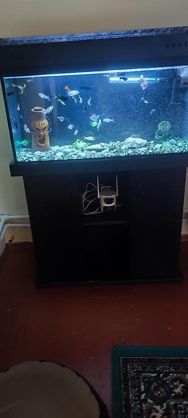 ucuz akvarium baliqlari: Şkafli akvaryum 120 lt içinde 50 balıq moli 2 növglofish neon — 1