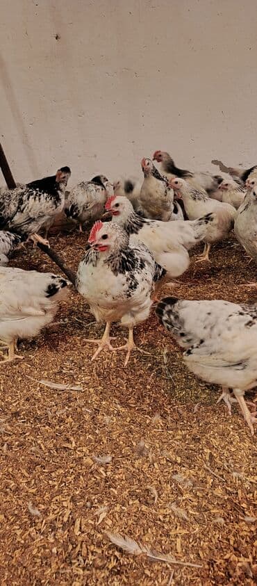 arpa toxumu satışı: Toyuq, Broyler, Ətlik — 3