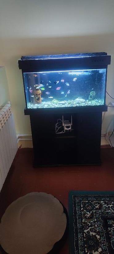 ucuz akvarium baliqlari: Şkafli akvaryum 120 lt içinde 50 balıq moli 2 növglofish neon — 2