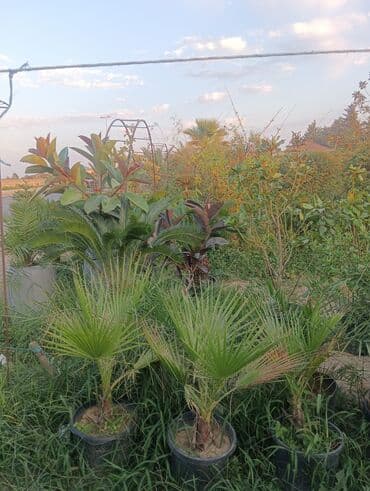 jasmin agaci: Agaclar satilir — 4