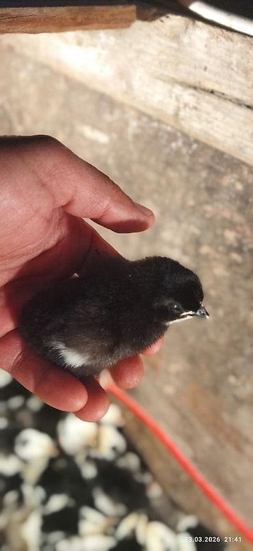 mal qara satisi: 🟠Australorp toyuqlarının günlük cücəsi satılır. Təmiz qan qısa quyruq — 1