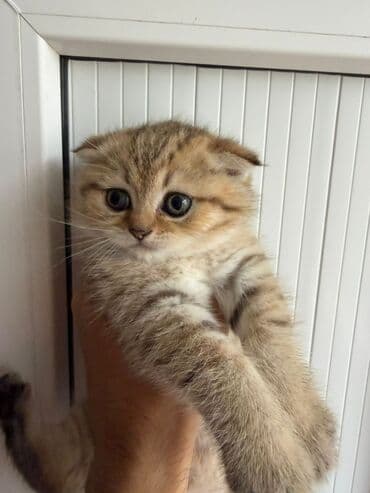 şotlan pişik: Şotland yastı qulaq, Erkək, Dişi, Yaxşı əllərə, Ünvandan götürmə, Pulsuz çatdırılma, Ödənişli çatdırılma — 16