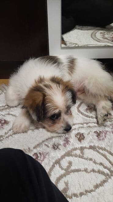 i̇t şpitz: 2 ay, Peyvəndli — 1