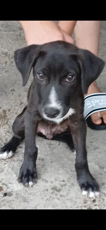 yorga at satilir: Pitbul, 4 ay, Erkek — 4
