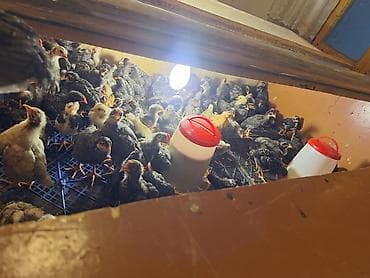 ucuz toyuq satisi: Toyuq cücələri, Ətlik, Ödənişli çatdırılma — 5