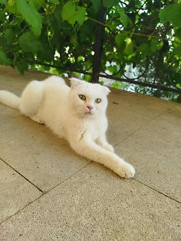 sari pisik: Şotland yastı qulaq, Dişi — 2