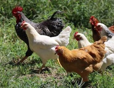 toyuq novləri: Toyuq cücələri, Ətlik — 6