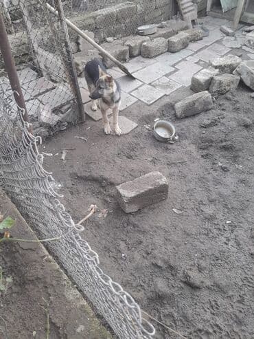 komeye telesen itler: Alman çoban iti, 5 ay — 1