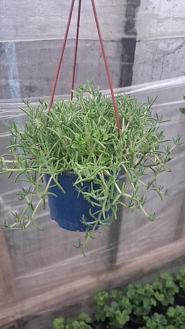 rozmarin bitkisi: Asıl asılan saksıda ətli bitki – Succulent (Delosperma/“Ice plant” — 4