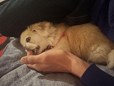 Akvariumlar: Pekines — 3