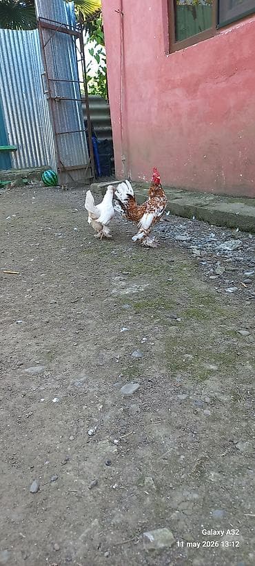 Toyuq, Yumurtalıq lalafo.az -da Toyuq, Yumurtalıq