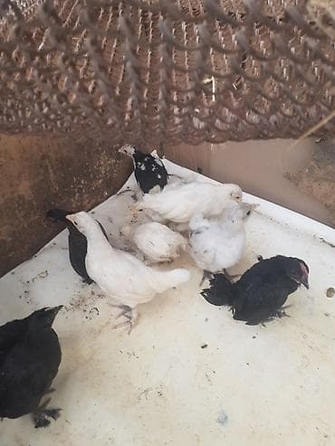 yaponka cucesi: Ağ-qara-bəzəkli hamısıda ayaqları lələkli 2 balaca sort yaponkalar — 4