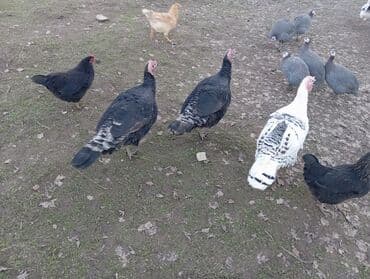 Atlar: Erkək, Damazlıq — 1