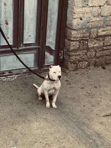 ev heyvanları it: Doq, 2 il, Dişi, Peyvəndli, Ünvandan götürmə — 4