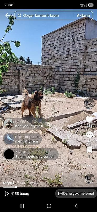 heyvan bazari baki: Peyvəndli — 1