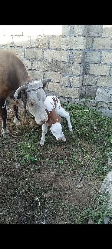 it davasi 2020: Simental tipli inək – buzovu ilə birlikdə - Rəng: qəhvəyi-ağ ləkəli - — 2