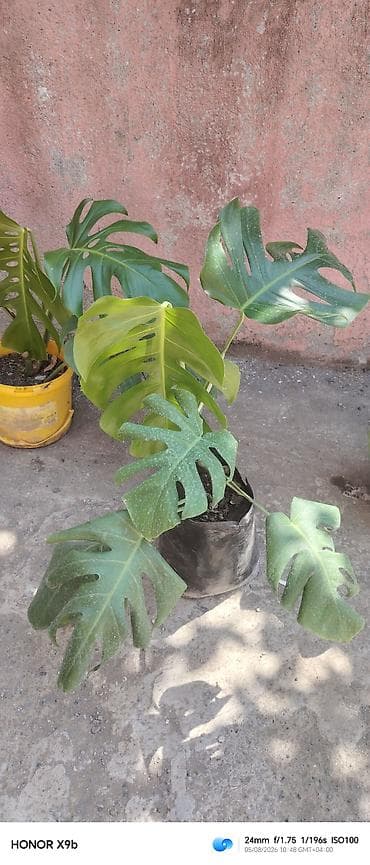 monstera: Monstera deliciosa (yaprakları deşikli, kəsikli dekorativ tropik — 2