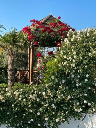 ev certiyojları: 100 kv. m, 2 otaqlı, Hovuzsuz — 2