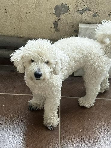 Птицы: Пудель, 1 год, Самка, С прививками, Самовывоз — 3